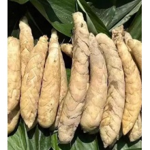 正宗竹薯新鲜竹根薯火锅煲汤食材竹芋冬粉薯凉粉薯农家现挖批发