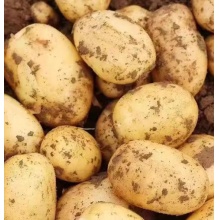 恩施迷你小土豆5斤新挖新鲜正宗恩施高山黄心小土豆洋芋马铃薯