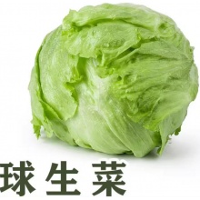 球生菜5斤新鲜汉堡圆生菜0脂西生菜西餐沙拉色拉蔬菜顺丰卷心菜